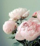 ИЩУ КРАСОТОК ДЛЯ ТЕМ В МОСКВЕ